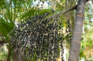 acai-berry-palm-tree