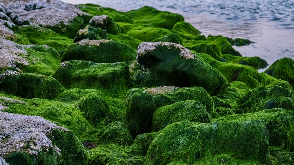 algen kopen
